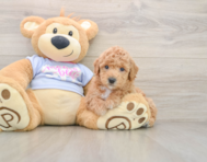 8 week old Poochon Puppy For Sale - Fairfield Furbabies