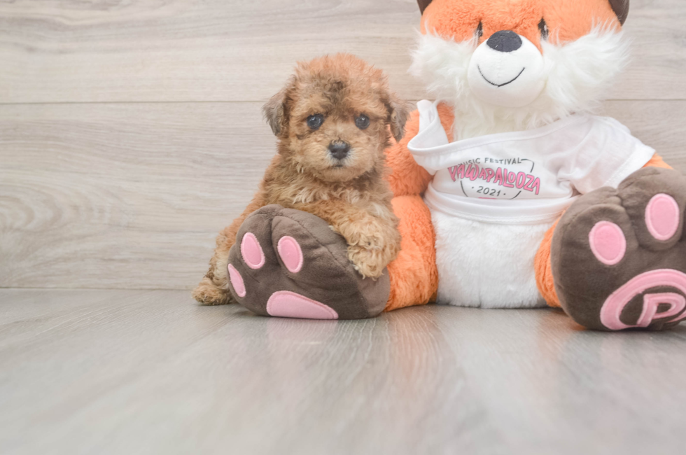 7 week old Poochon Puppy For Sale - Fairfield Furbabies