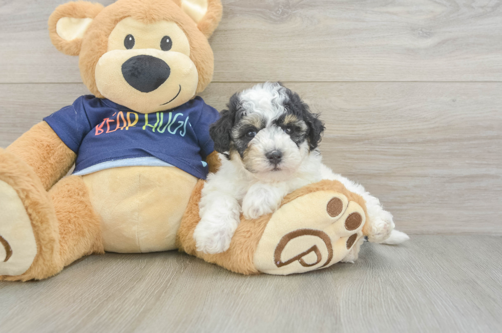 5 week old Poochon Puppy For Sale - Fairfield Furbabies