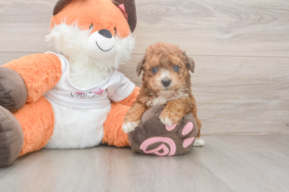 7 week old Poochon Puppy For Sale - Fairfield Furbabies