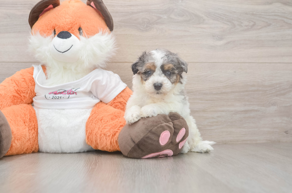7 week old Poochon Puppy For Sale - Fairfield Furbabies