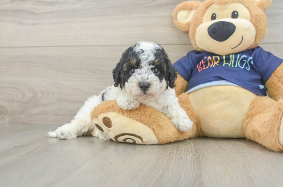 5 week old Poochon Puppy For Sale - Fairfield Furbabies