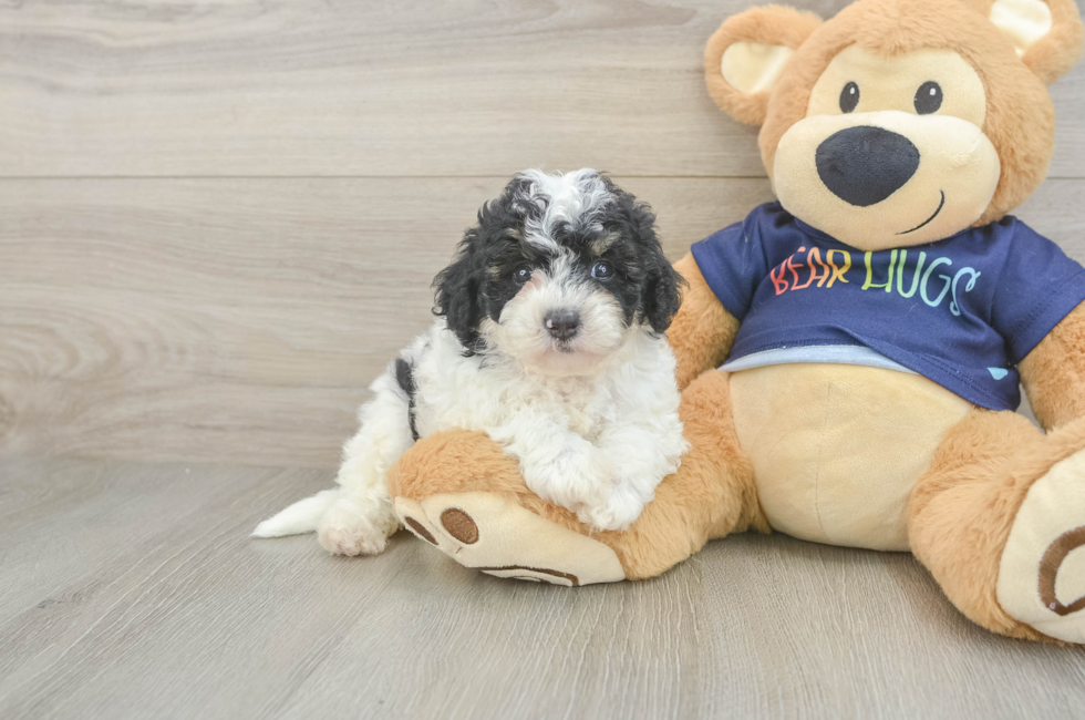 5 week old Poochon Puppy For Sale - Fairfield Furbabies