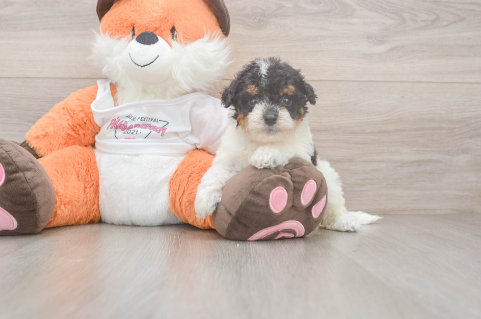7 week old Poochon Puppy For Sale - Fairfield Furbabies