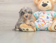 7 week old Poochon Puppy For Sale - Fairfield Furbabies