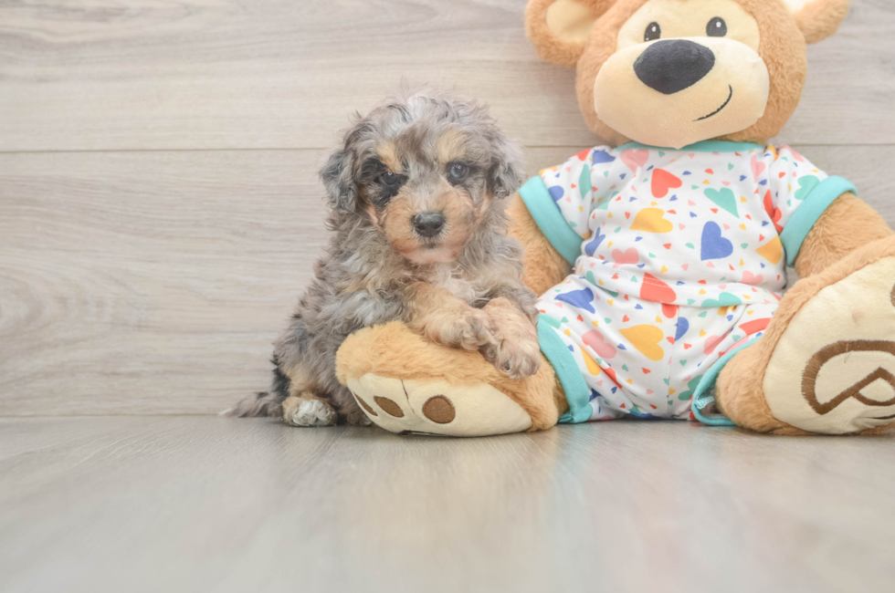 7 week old Poochon Puppy For Sale - Fairfield Furbabies