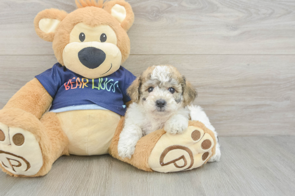5 week old Poochon Puppy For Sale - Fairfield Furbabies