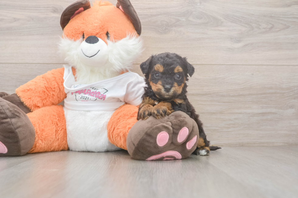 7 week old Poochon Puppy For Sale - Fairfield Furbabies
