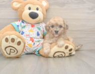 7 week old Poochon Puppy For Sale - Fairfield Furbabies