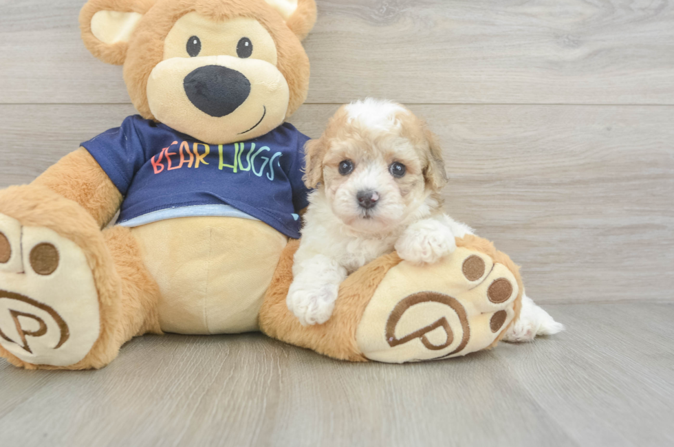 5 week old Poochon Puppy For Sale - Fairfield Furbabies