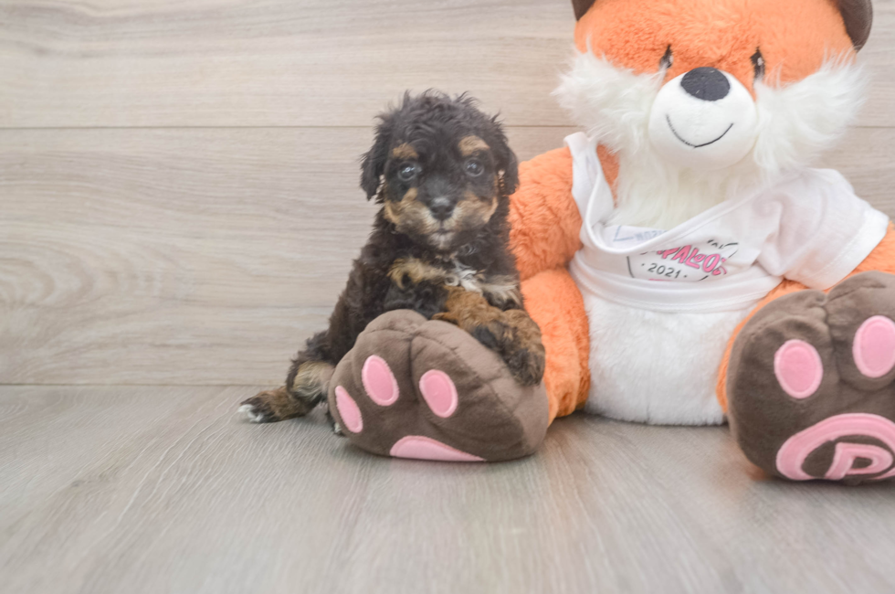 7 week old Poochon Puppy For Sale - Fairfield Furbabies
