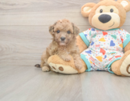 7 week old Poochon Puppy For Sale - Fairfield Furbabies