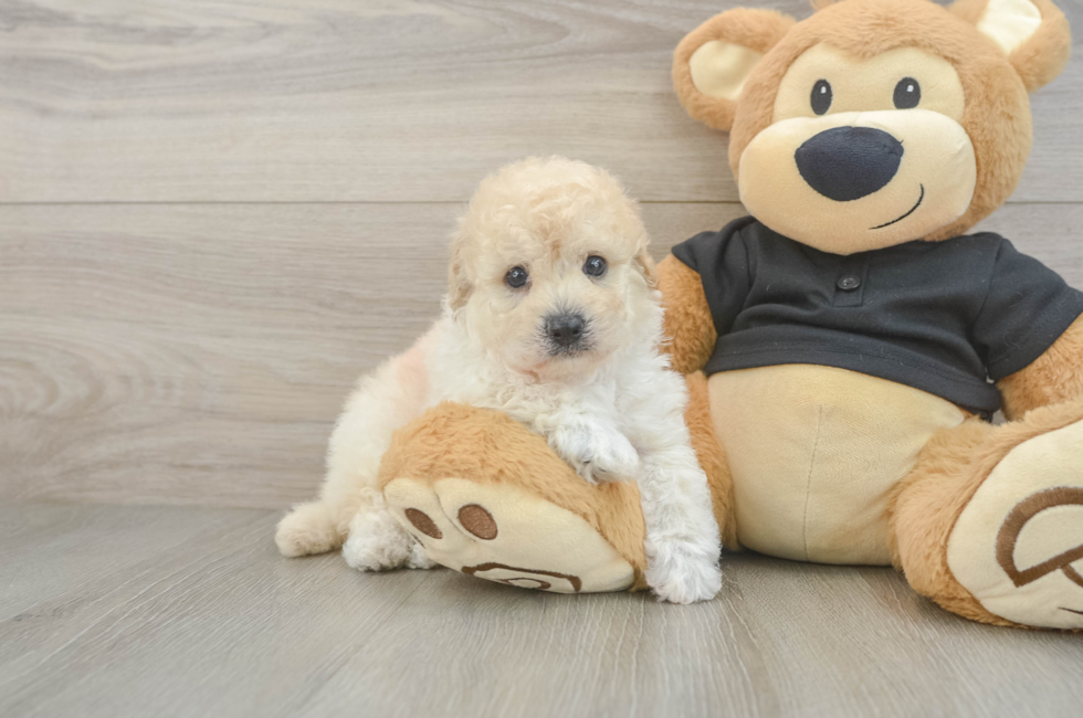 5 week old Poochon Puppy For Sale - Fairfield Furbabies