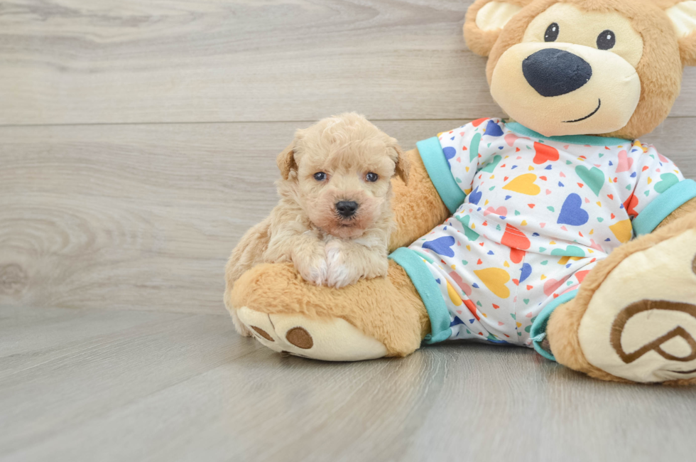 8 week old Poochon Puppy For Sale - Fairfield Furbabies