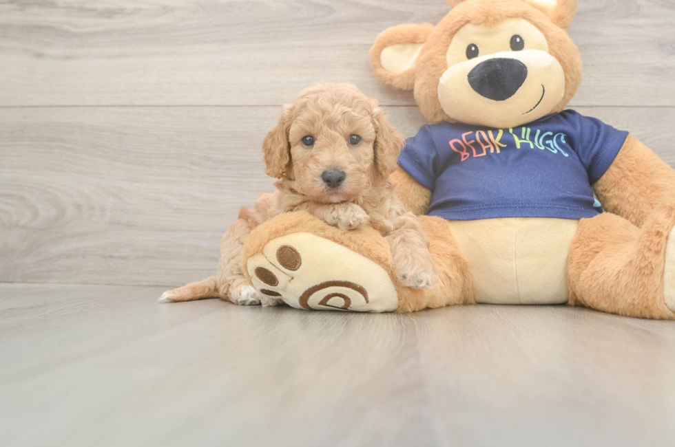 5 week old Poochon Puppy For Sale - Fairfield Furbabies