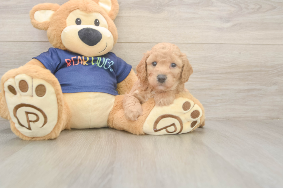 5 week old Poochon Puppy For Sale - Fairfield Furbabies