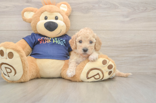 5 week old Poochon Puppy For Sale - Fairfield Furbabies Poochon Pup Being Cute