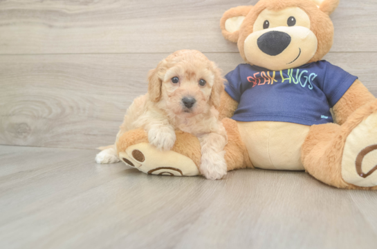 5 week old Poochon Puppy For Sale - Fairfield Furbabies Sweet Poochon Baby