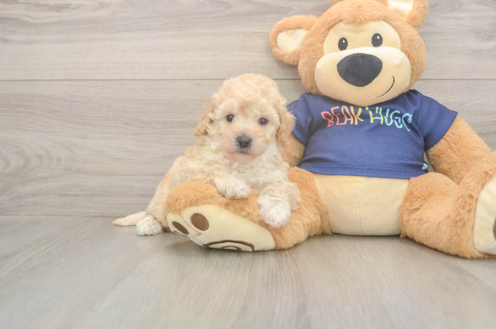 5 week old Poochon Puppy For Sale - Fairfield Furbabies