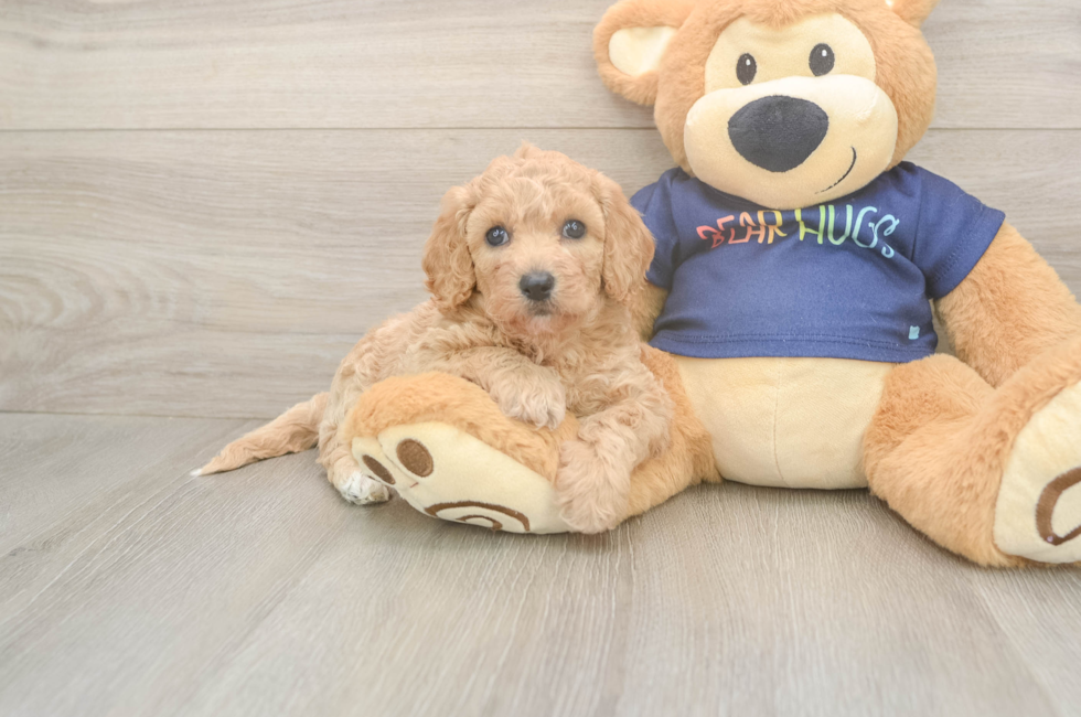 5 week old Poochon Puppy For Sale - Fairfield Furbabies