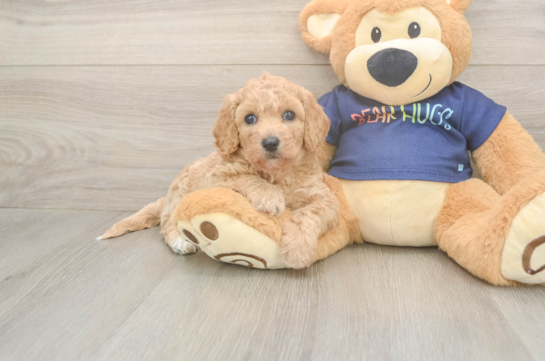5 week old Poochon Puppy For Sale - Fairfield Furbabies Hypoallergenic Bichpoo Poodle Mix Puppy