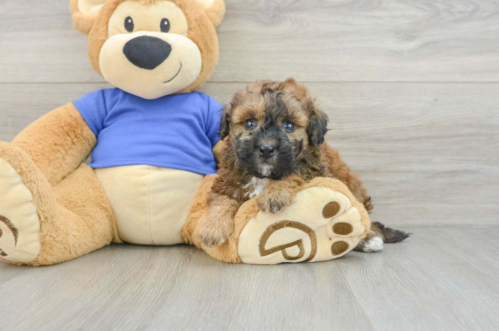 7 week old Poochon Puppy For Sale - Fairfield Furbabies