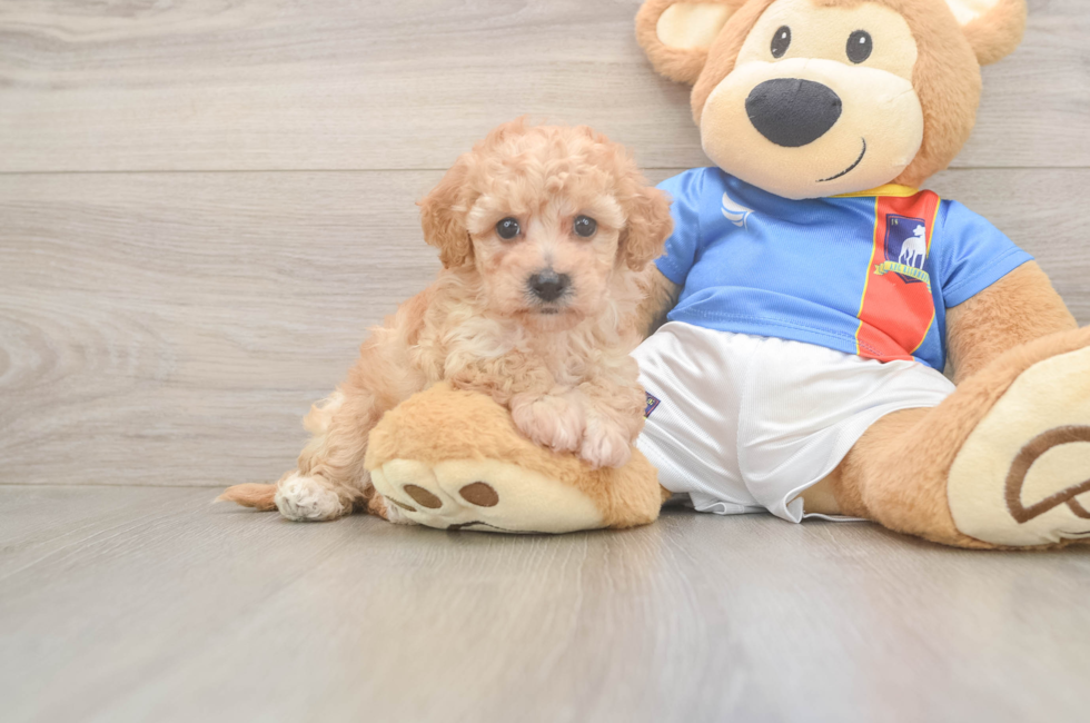 6 week old Poochon Puppy For Sale - Fairfield Furbabies