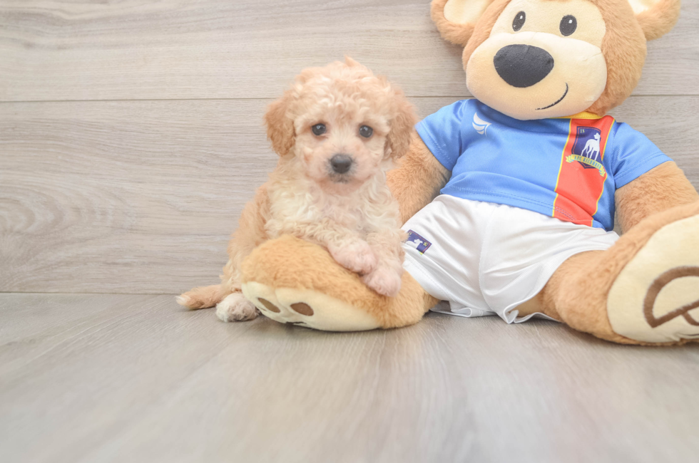 6 week old Poochon Puppy For Sale - Fairfield Furbabies