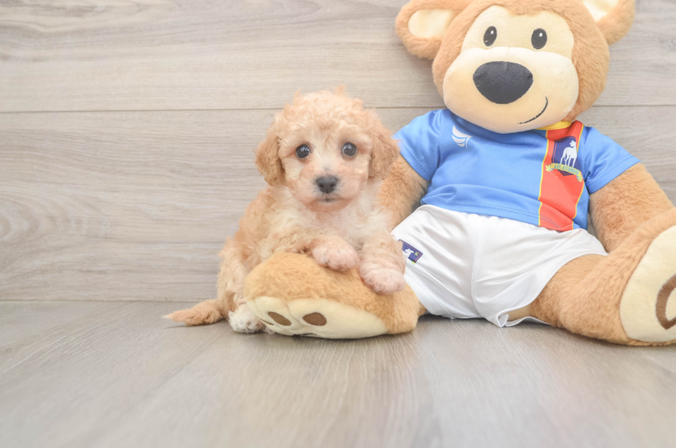6 week old Poochon Puppy For Sale - Fairfield Furbabies
