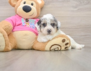 6 week old Poochon Puppy For Sale - Fairfield Furbabies