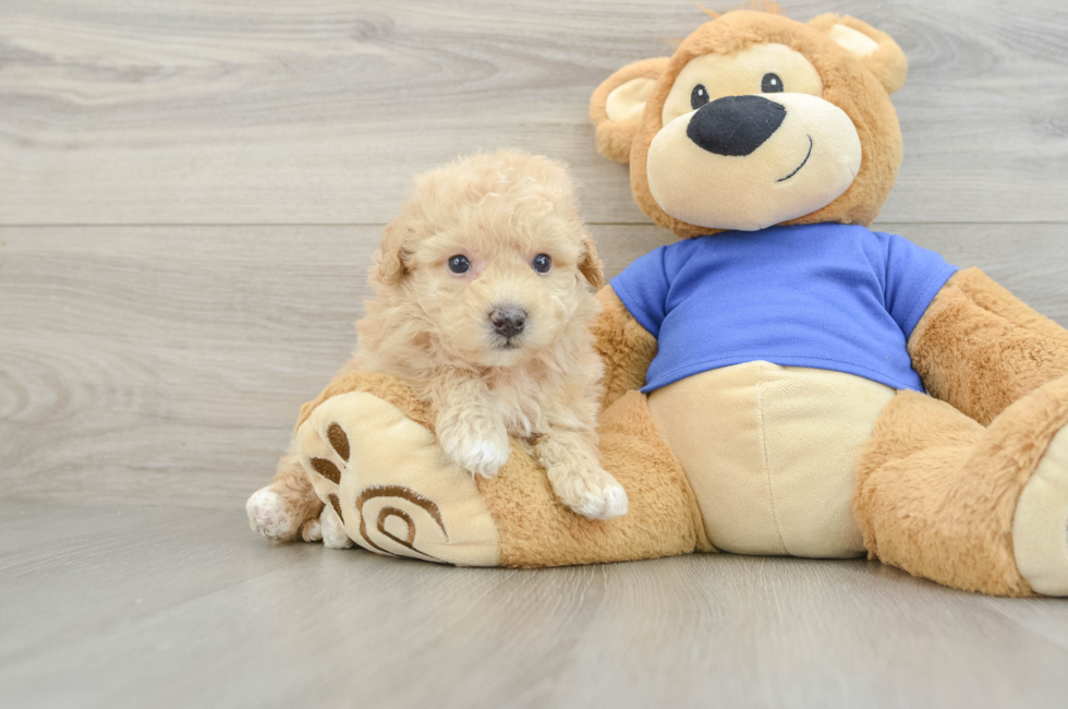 8 week old Poochon Puppy For Sale - Fairfield Furbabies