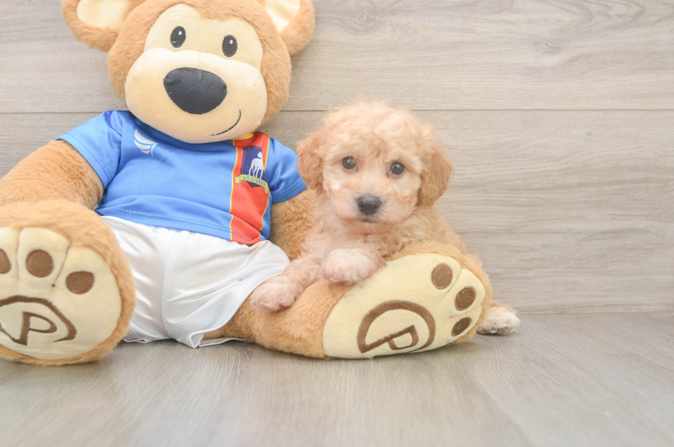 6 week old Poochon Puppy For Sale - Fairfield Furbabies