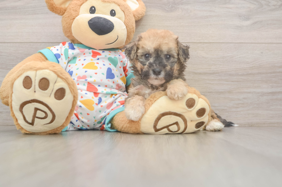 7 week old Poochon Puppy For Sale - Fairfield Furbabies