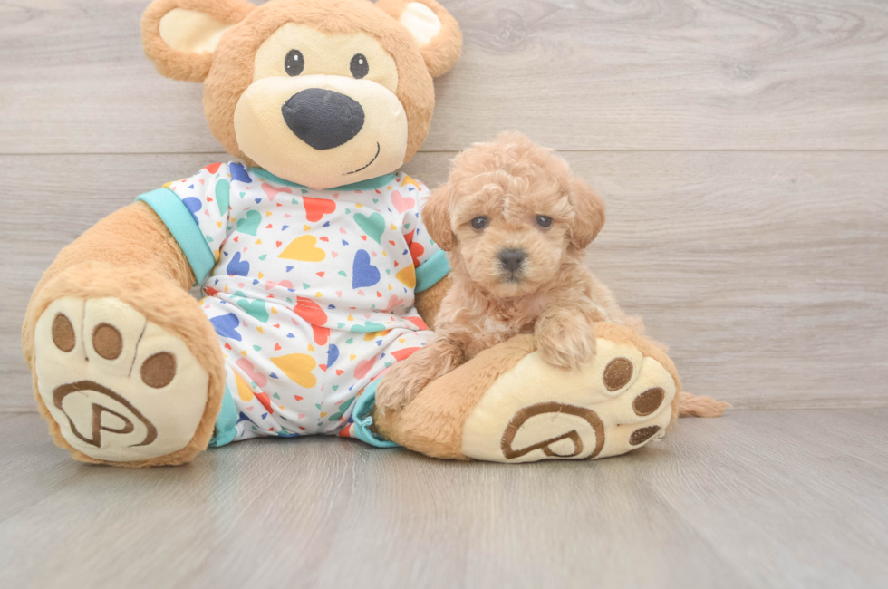 5 week old Poochon Puppy For Sale - Fairfield Furbabies
