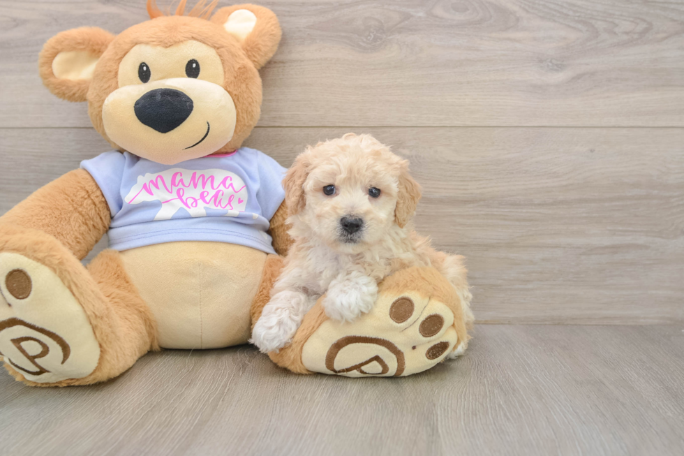 Poochon Pup Being Cute