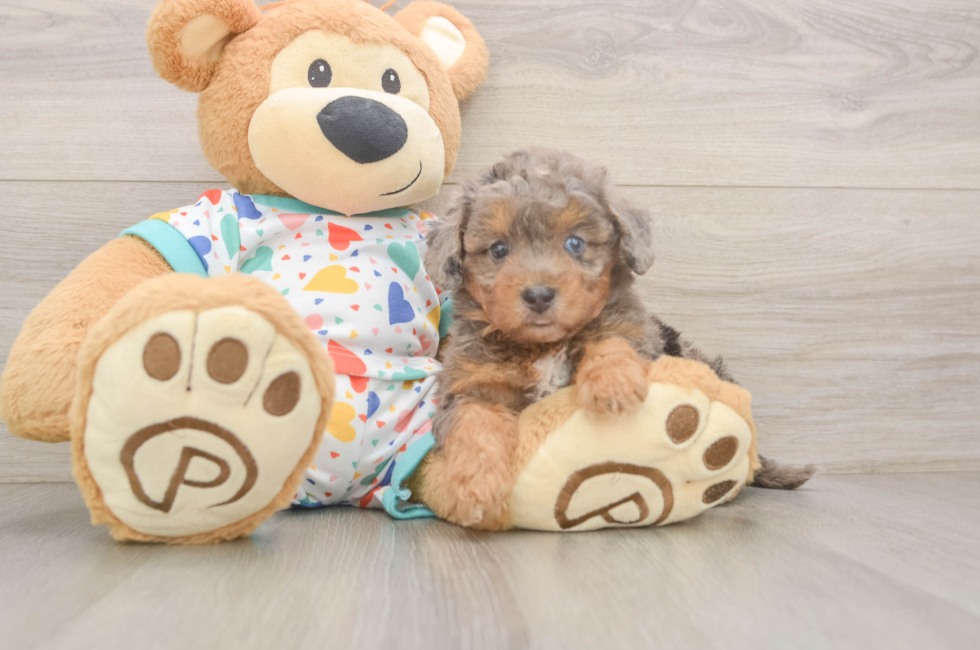 7 week old Poochon Puppy For Sale - Fairfield Furbabies