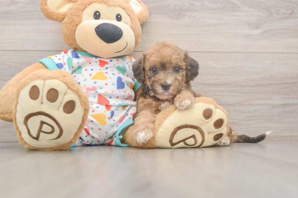 7 week old Poochon Puppy For Sale - Fairfield Furbabies
