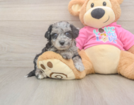 7 week old Poochon Puppy For Sale - Fairfield Furbabies