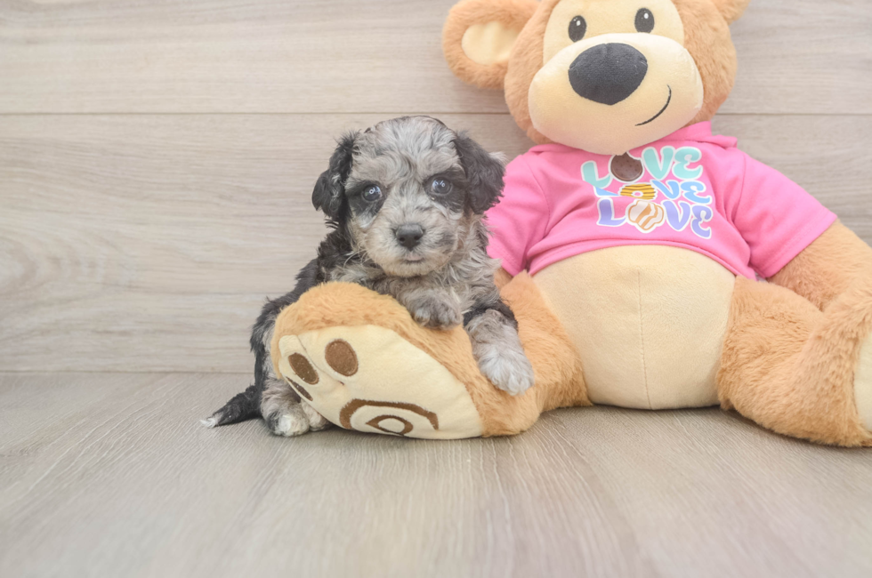 7 week old Poochon Puppy For Sale - Fairfield Furbabies