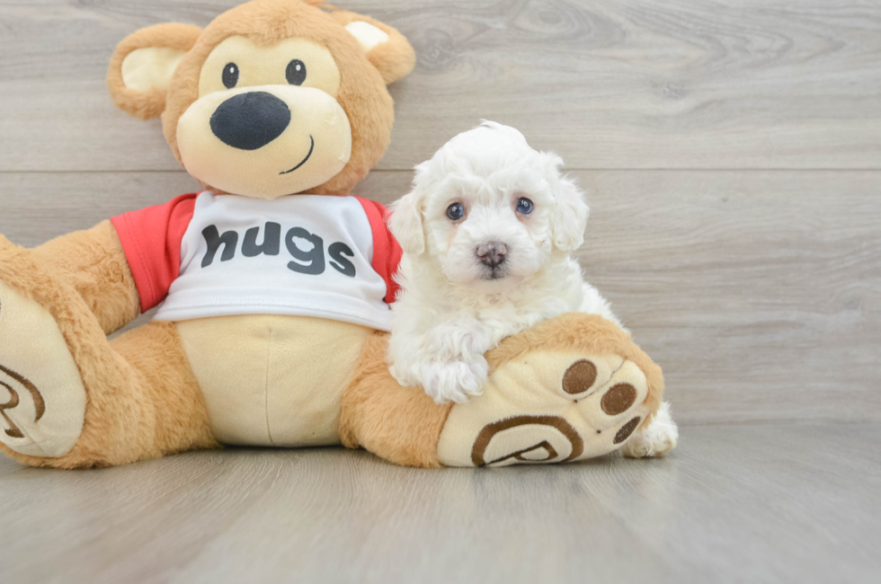 6 week old Poochon Puppy For Sale - Fairfield Furbabies
