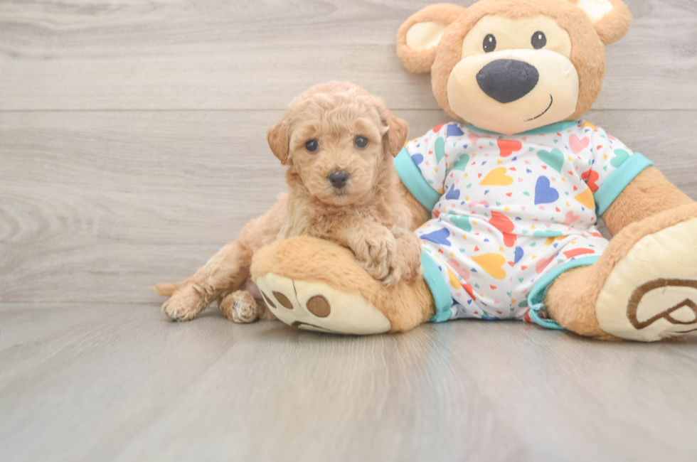 5 week old Poochon Puppy For Sale - Fairfield Furbabies