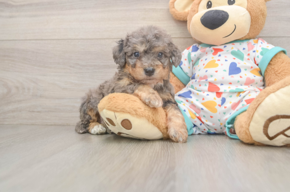 7 week old Poochon Puppy For Sale - Fairfield Furbabies