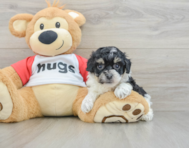 7 week old Poochon Puppy For Sale - Fairfield Furbabies