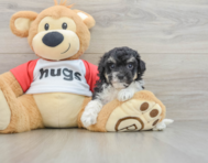 7 week old Poochon Puppy For Sale - Fairfield Furbabies