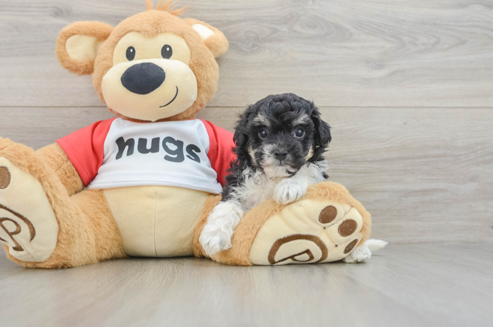 6 week old Poochon Puppy For Sale - Fairfield Furbabies