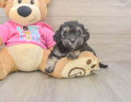 7 week old Poochon Puppy For Sale - Fairfield Furbabies