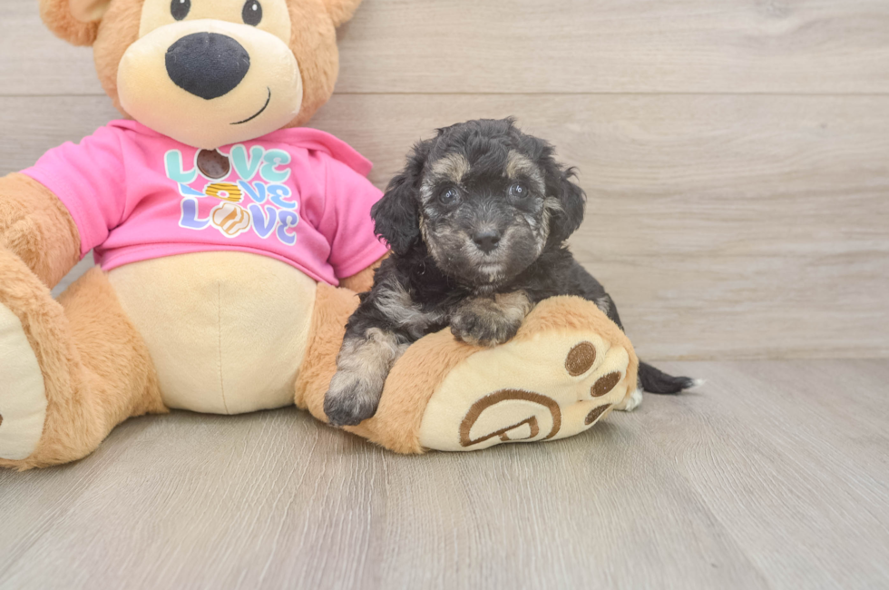 7 week old Poochon Puppy For Sale - Fairfield Furbabies