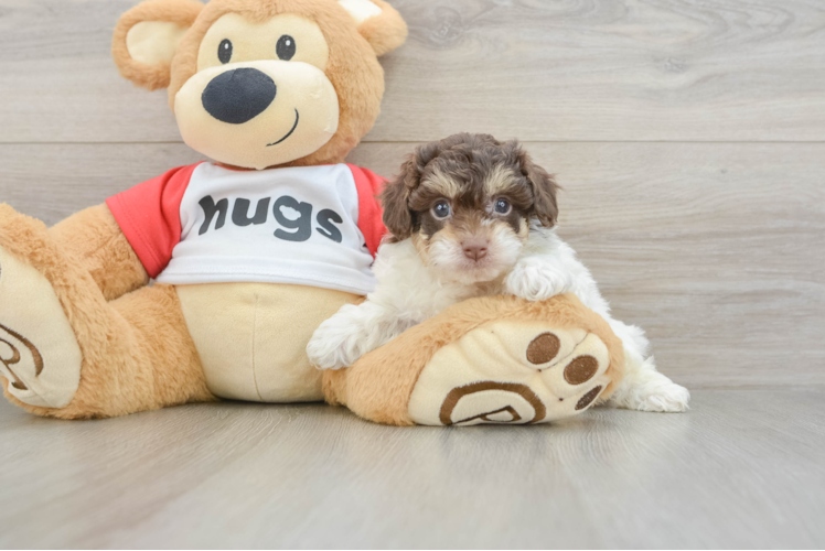 Best Poochon Baby