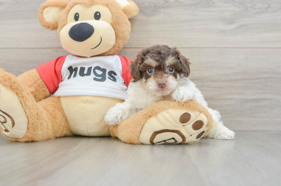 6 week old Poochon Puppy For Sale - Fairfield Furbabies