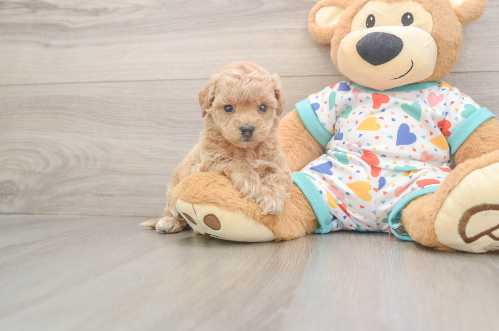 5 week old Poochon Puppy For Sale - Fairfield Furbabies